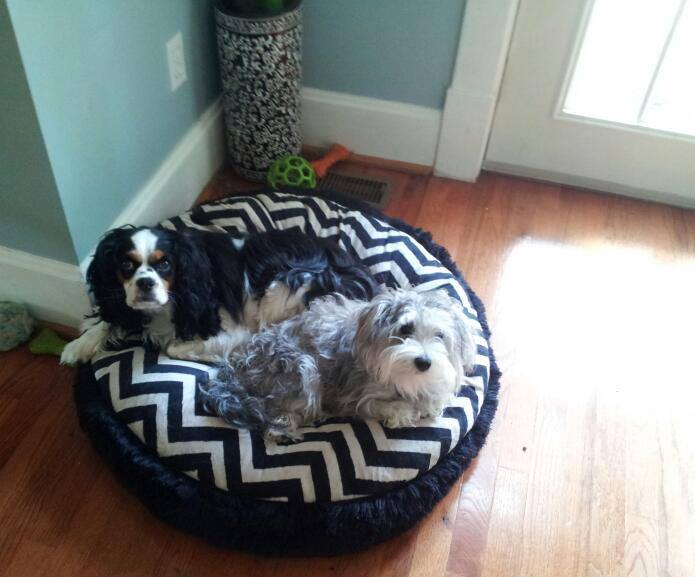2015-07-24 yin ynag doggies.jpg